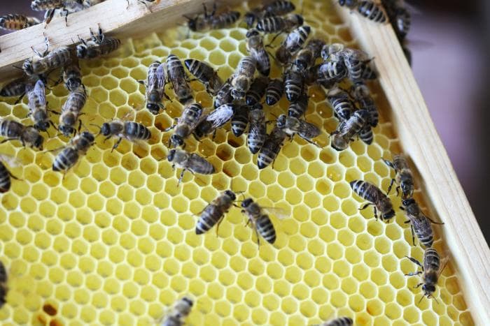 Bienenvölker der Bio-Imkerei Gumpenberger